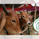 Bangladesh Bank Extends Sacrificial Cattle Market Banking Banking Gurukul, GOLN Bangladesh Bank Extends Sacrificial Cattle Market Banking